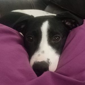 Meet your Posher, Shane